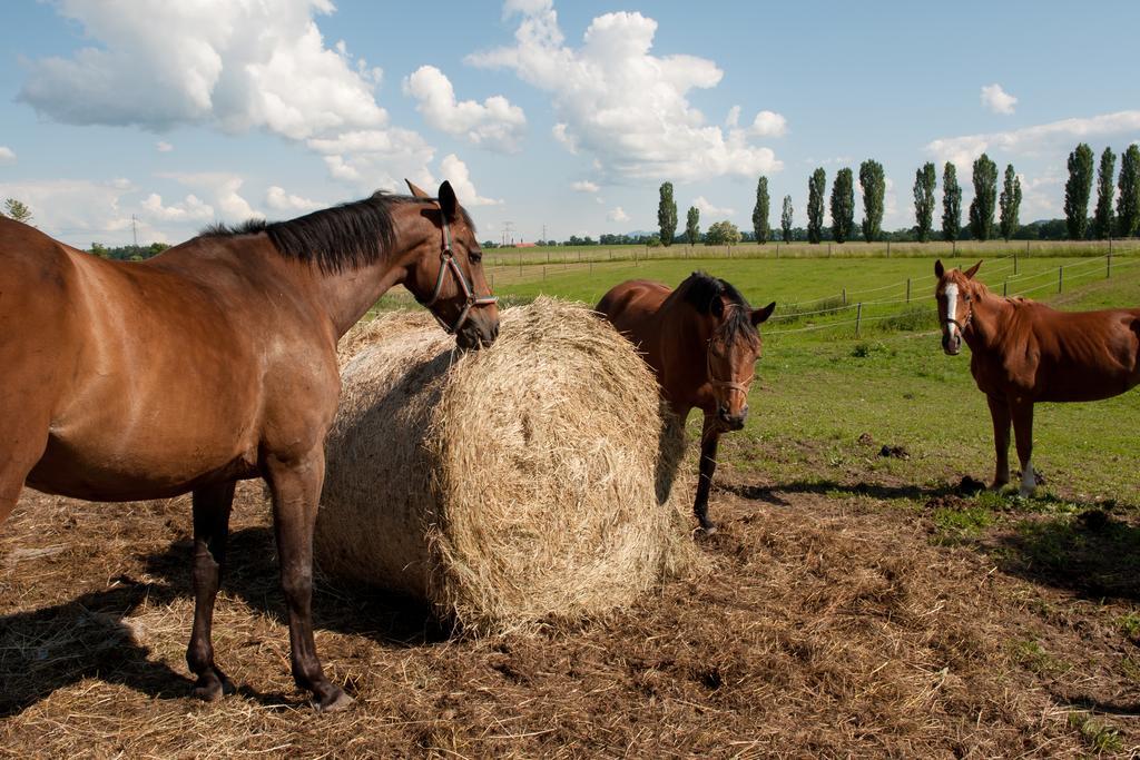 فندق Farma Ptyrov Mnichovo Hradiště المظهر الخارجي الصورة
